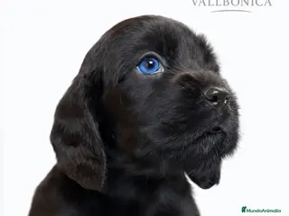 Cocker Spaniel Inglés perros Cocker inglés negro - Anuncio 3
