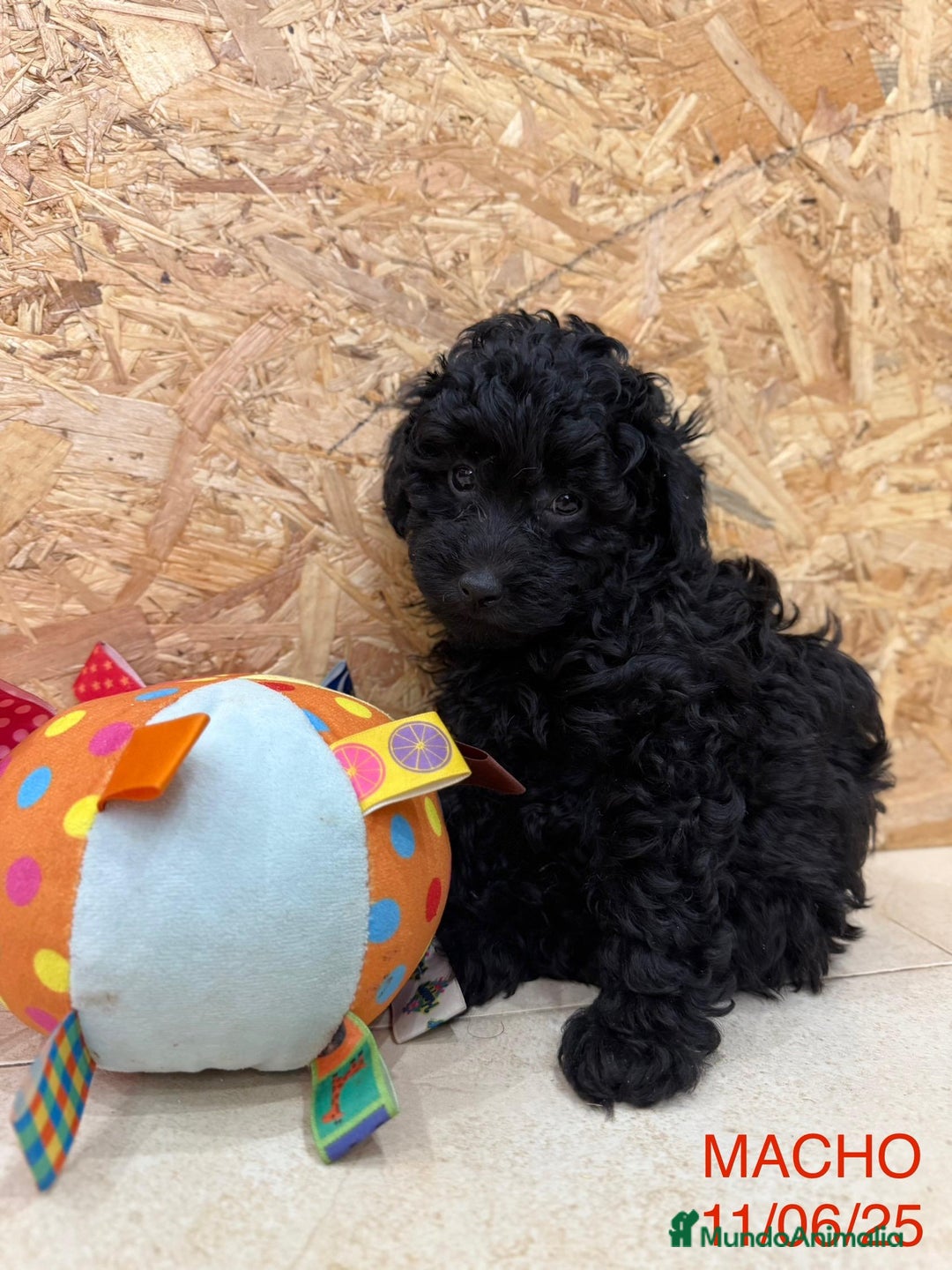 Caniche Enano perros en venta: Caniches enanos  - Imagen 3
