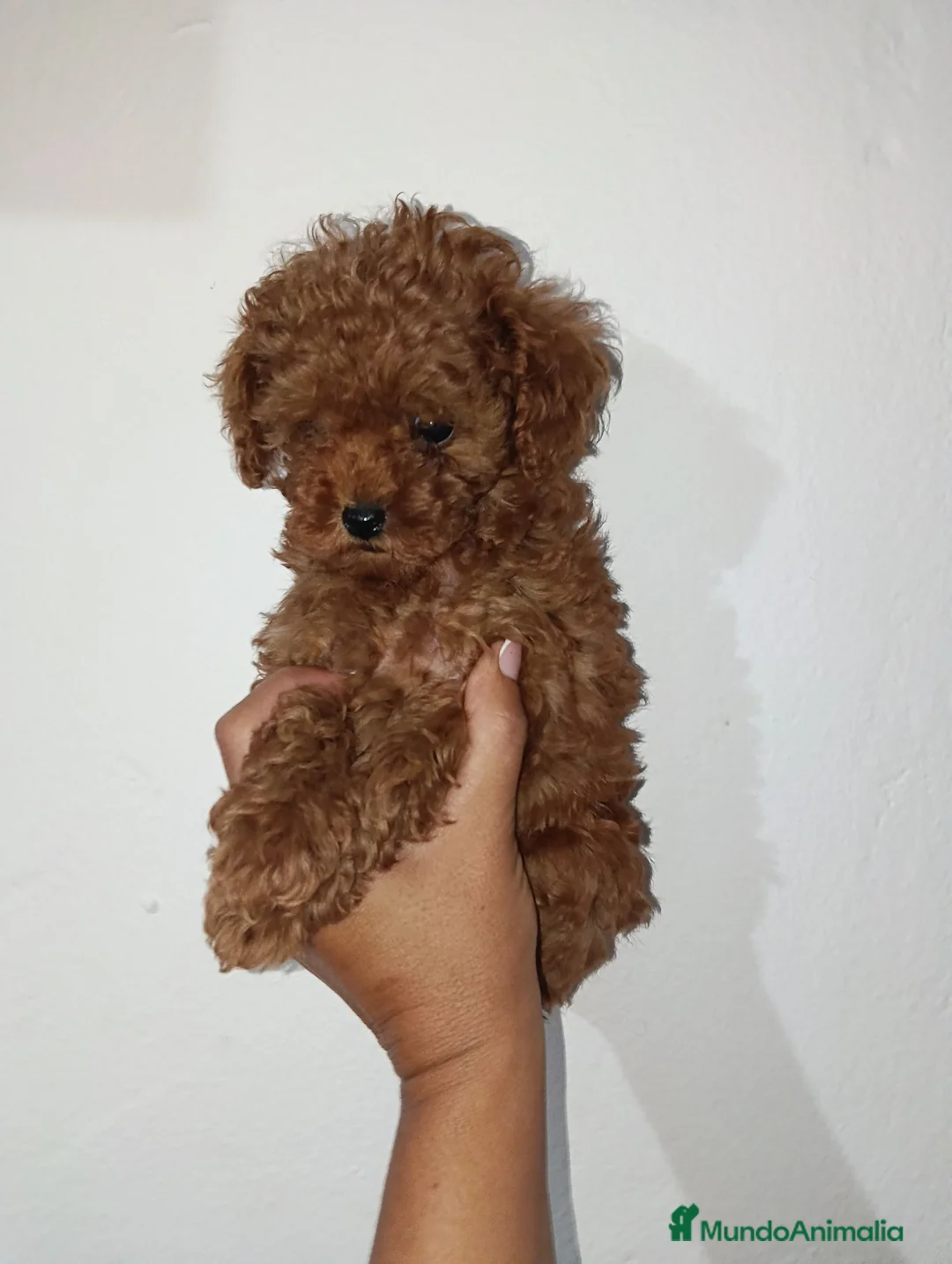 Caniche Toy perros en venta: Caniche toy rojo - Anuncio 1