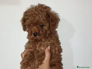 Caniche Toy perros Caniche toy rojo - Anuncio 1