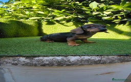 Teckel Miniatura perros en venta: teckel miniatura arlequin - Imagen 3