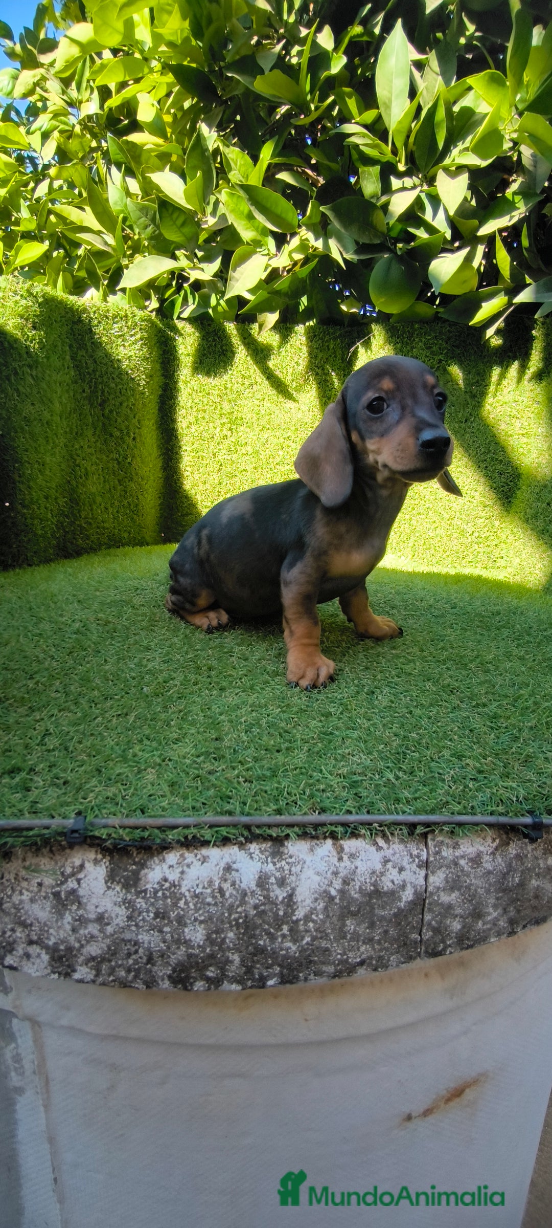 Teckel Miniatura perros en venta: teckel miniatura arlequin - Imagen 3