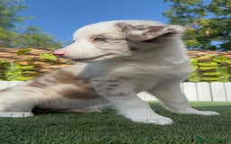 Border Collie perros en venta: BORDER COLLIE CHOCOMERLE - Imagen 17