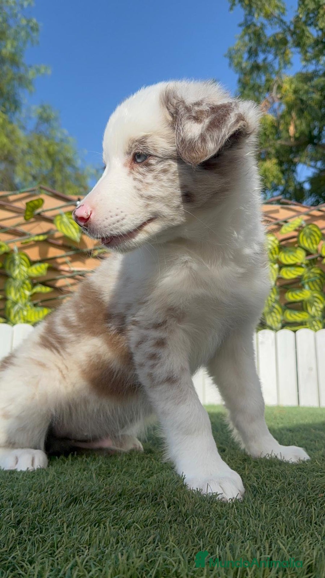 Border Collie perros en venta: BORDER COLLIE CHOCOMERLE - Imagen 17