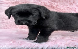 Labrador Retriever perros en venta: EXCELENTE LÍNEA LABRADOR NEGRO SOLIDO - Imagen 3
