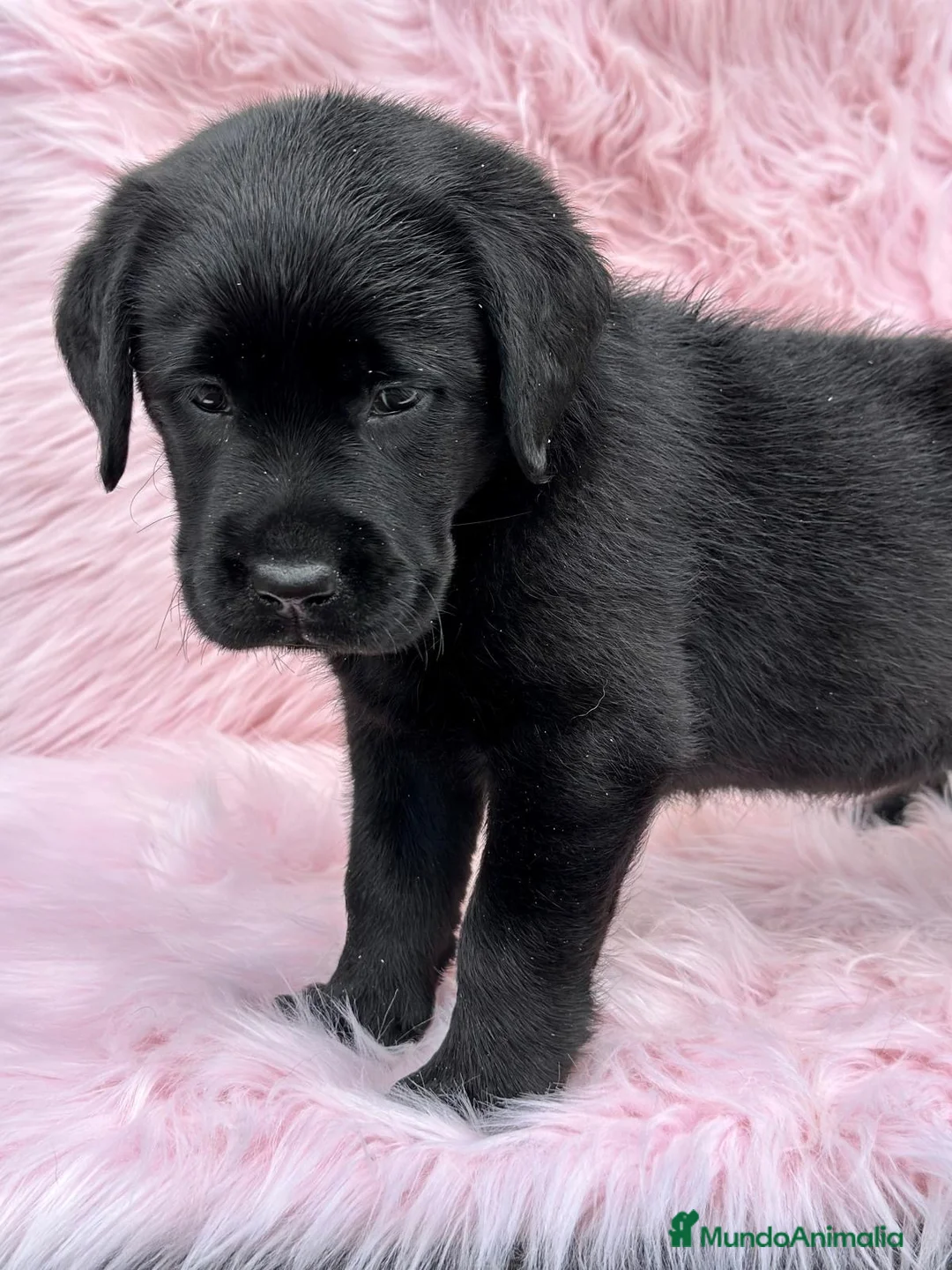 Labrador Retriever perros en venta: EXCELENTE LÍNEA LABRADOR NEGRO SOLIDO - Anuncio 3