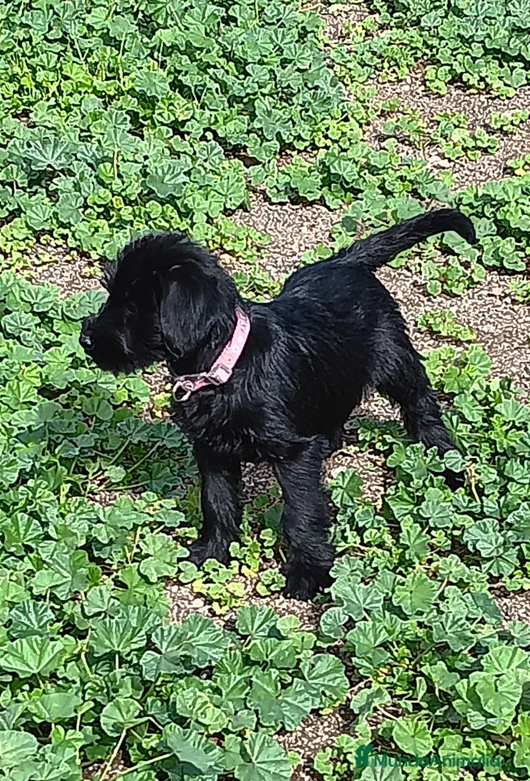 Schnauzer Gigante perros en venta: Schnauzer Gigante  - Anuncio 6