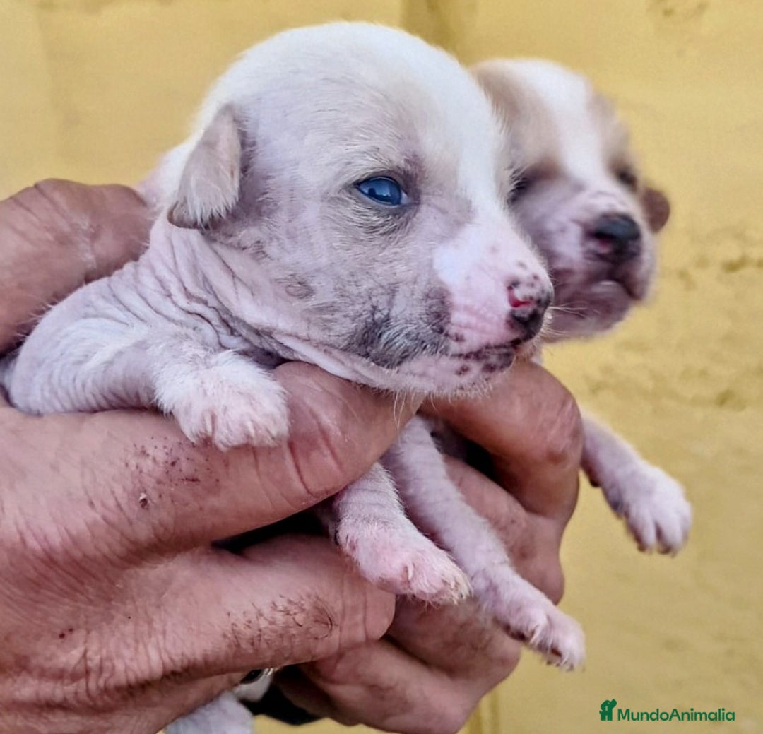 Perro Crestado Chino perros en venta: Crestado chino precio real - Anuncio 3