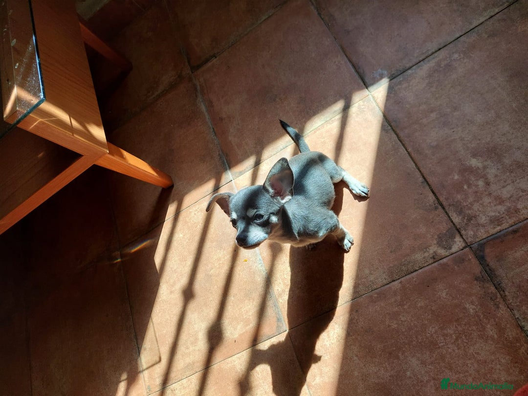 Chihuahua perros en venta: Chihuahua  - Imagen 2