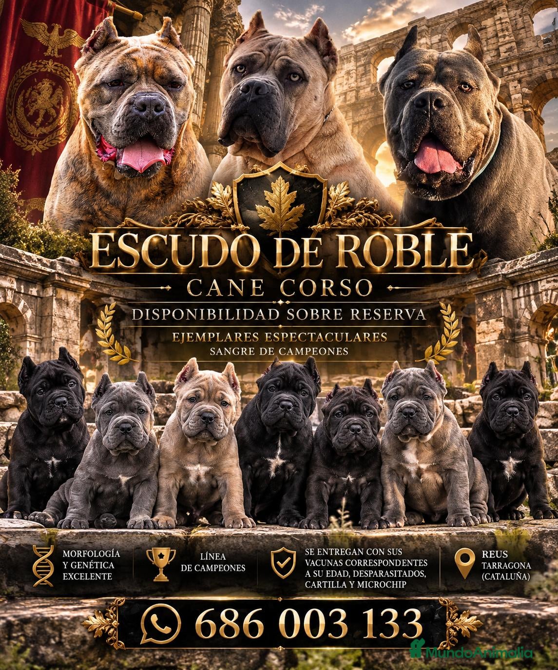 Cane Corso perros Cane corso  - Anuncio 1