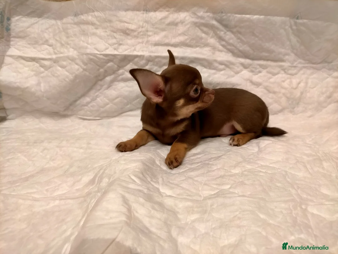 Chihuahua perros en venta: Chihuahuas de los Montes de Castilla  en Toledo - Anuncio 7