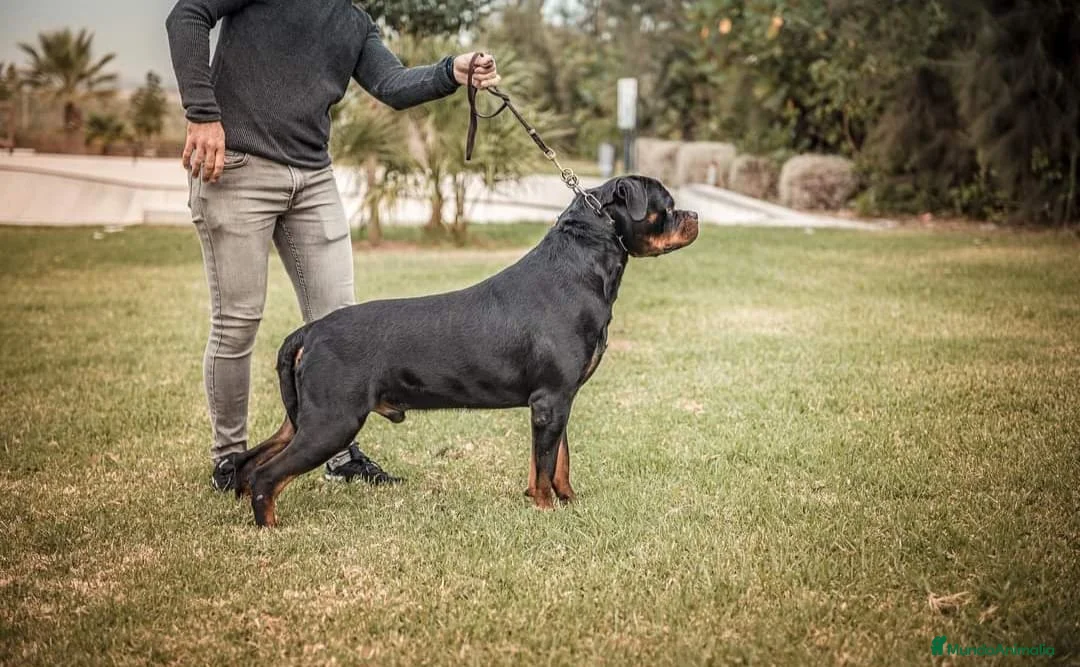 Rottweiler perros en venta: Rottweiler  - Anuncio 8