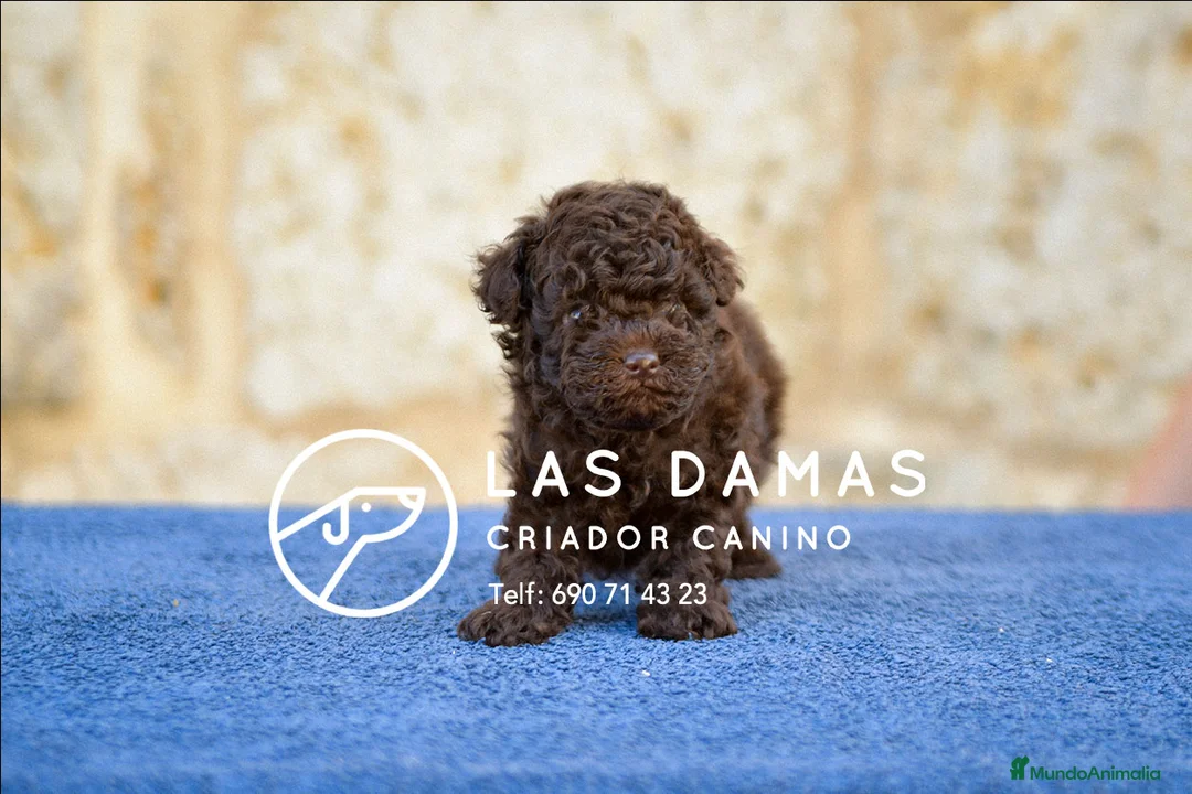 Caniche Enano perros en venta: Cachorros de Caniche - Anuncio 4