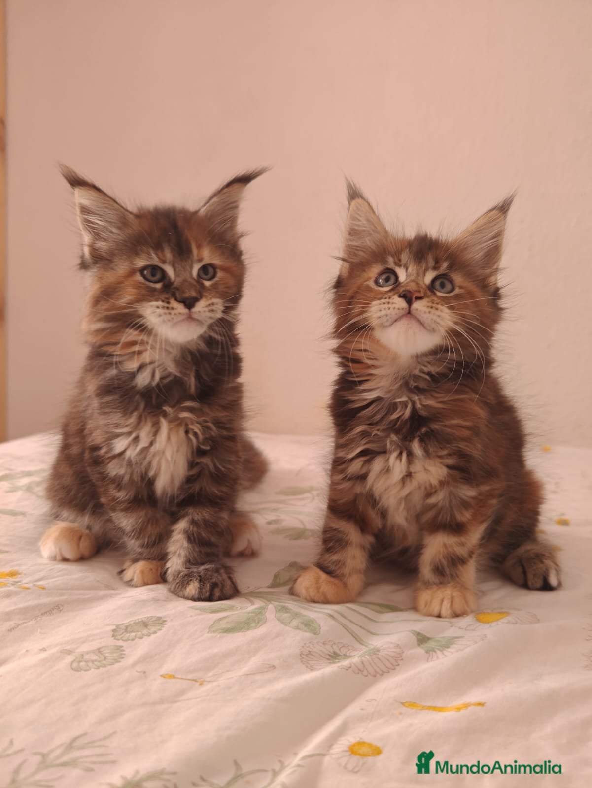 Británico de Pelo Corto gatos British Shorthair  - Anuncio 1