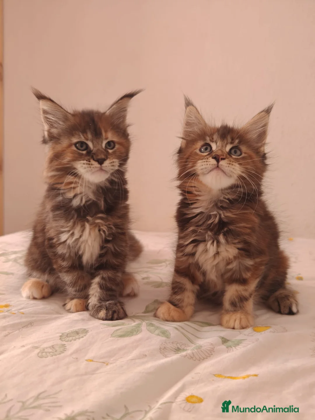 Británico de Pelo Corto gatos en venta: British Shorthair  - Anuncio 1