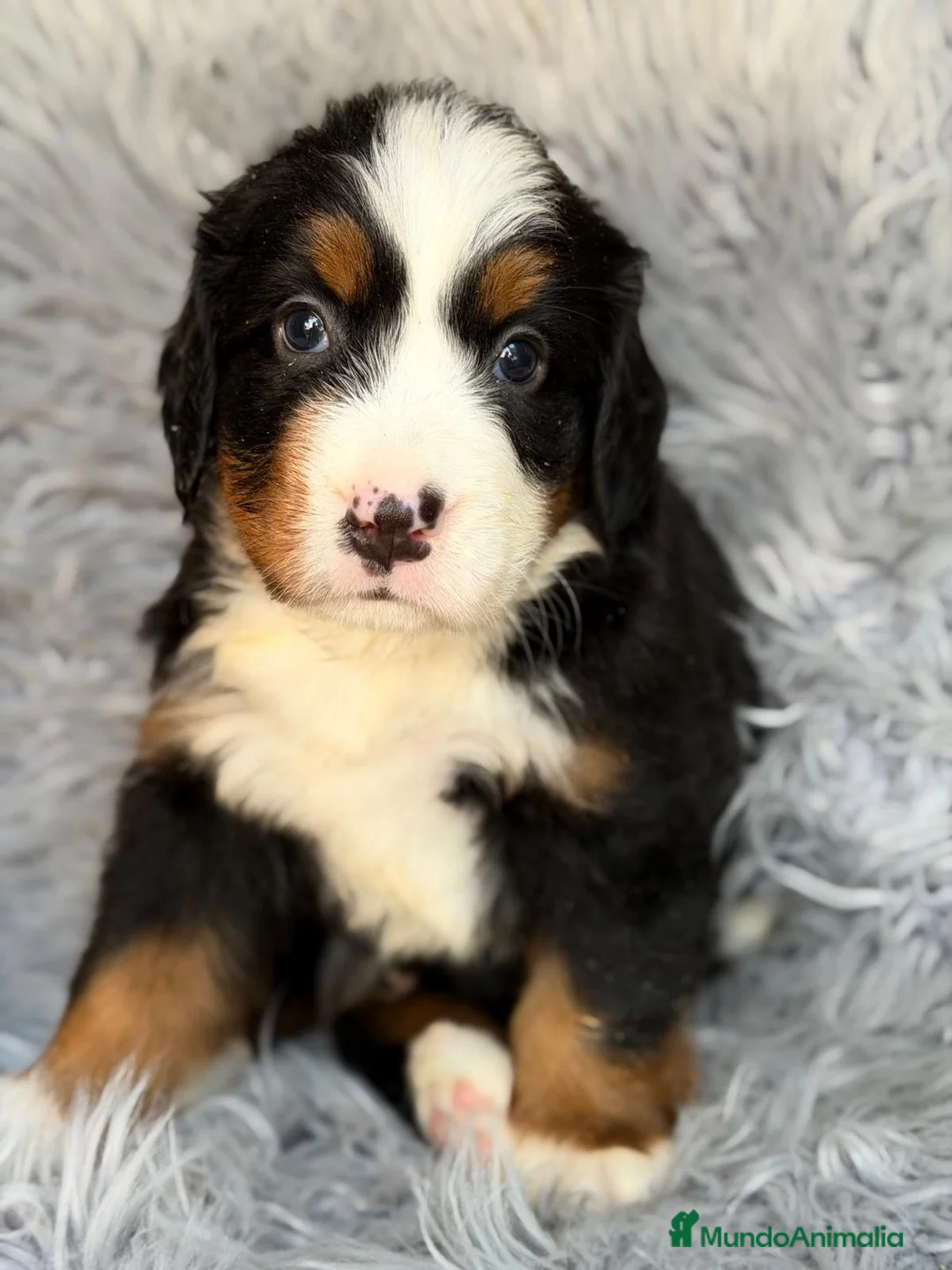 Boyero de Berna perros en venta: Preciosos Boyero de Berna 💙🐾 - Anuncio 1