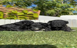 Caniche Toy perros en venta: CANICHE TOY - Imagen 3