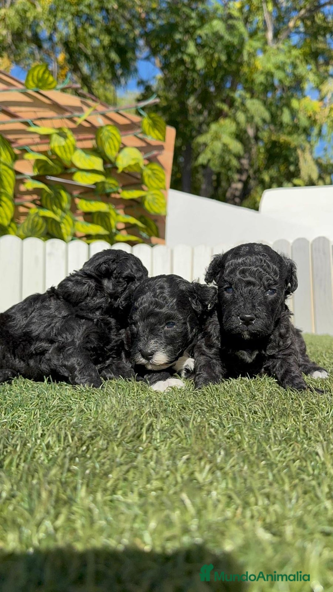 Caniche Toy perros en venta: CANICHE TOY - Imagen 3