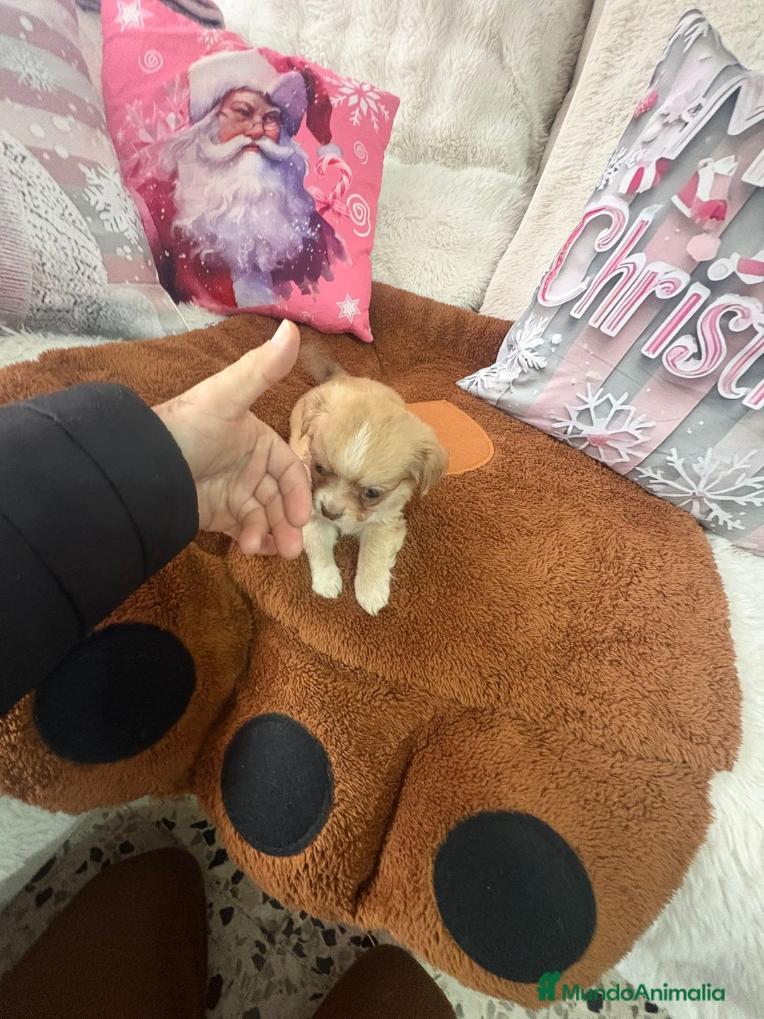 Chihuahua perros en venta: Chihuahua toy pelo largo  - Anuncio 17