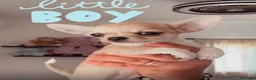Chihuahua perros en venta: Cachorritos toy cabeza manzana - Anuncio 3