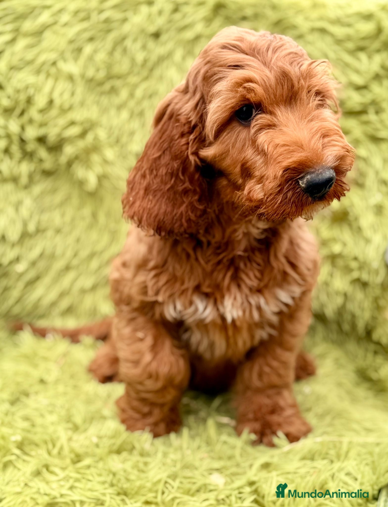 Cockapoo perros Cockapoo macho  - Anuncio 1