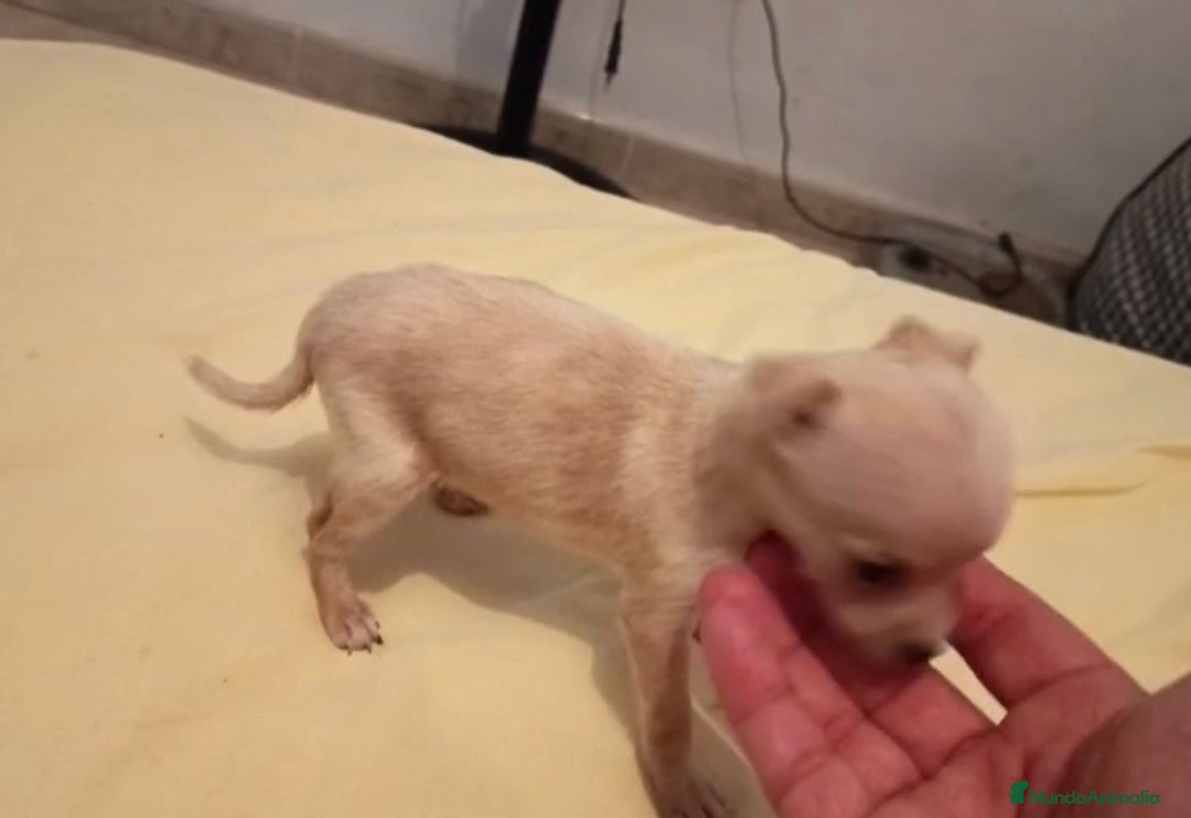 Ratón de Praga perros en venta: RATON DE PRAGA - Imagen 5