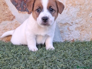 Jack Russell Terrier perros Jack Russell juguetones bicolor - Anuncio 1