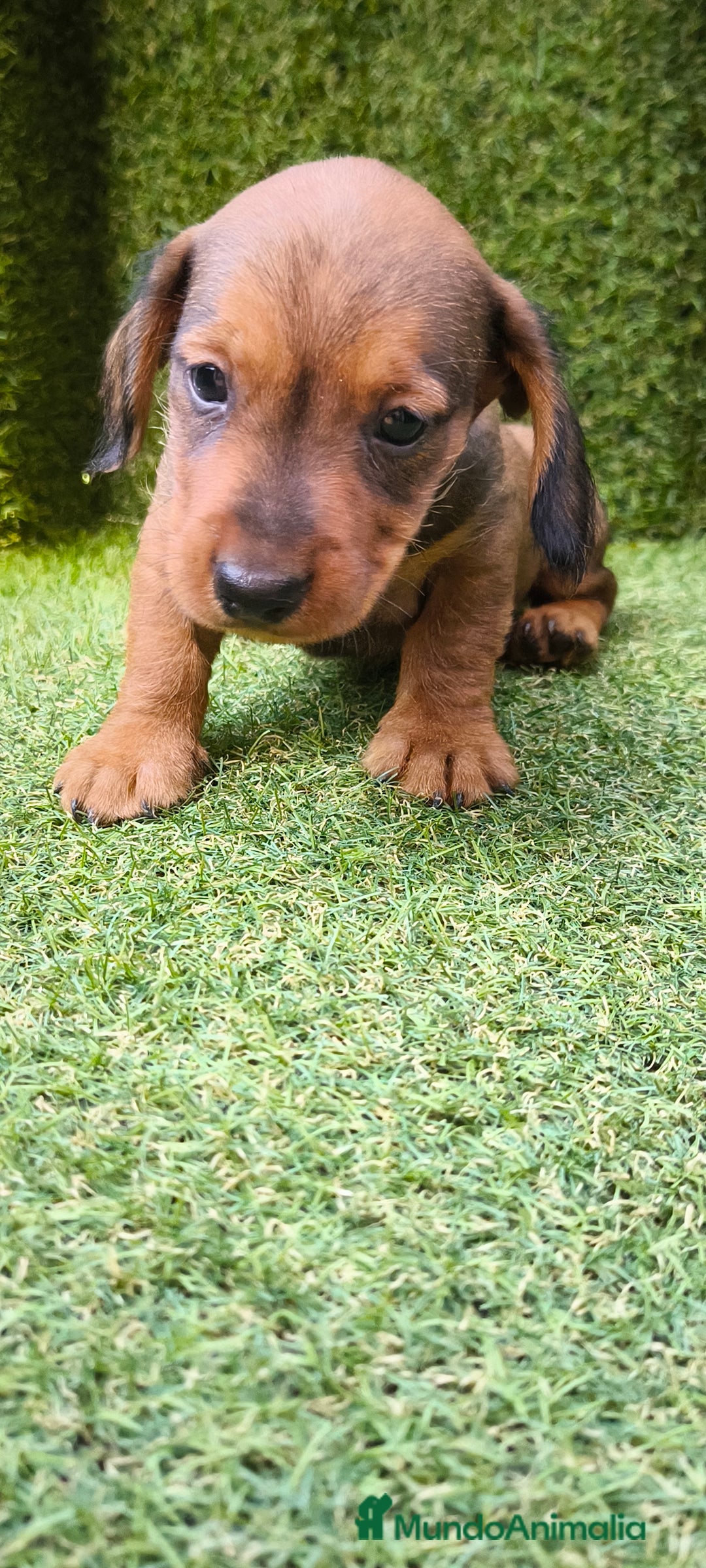 Teckel Miniatura perros en venta: camada teckel mini  - Imagen 30