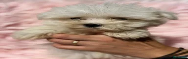Bichón Maltés 1