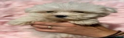 Bichón Maltés perros en venta: Preciosa bichon maltés 🐾 - Anuncio 7