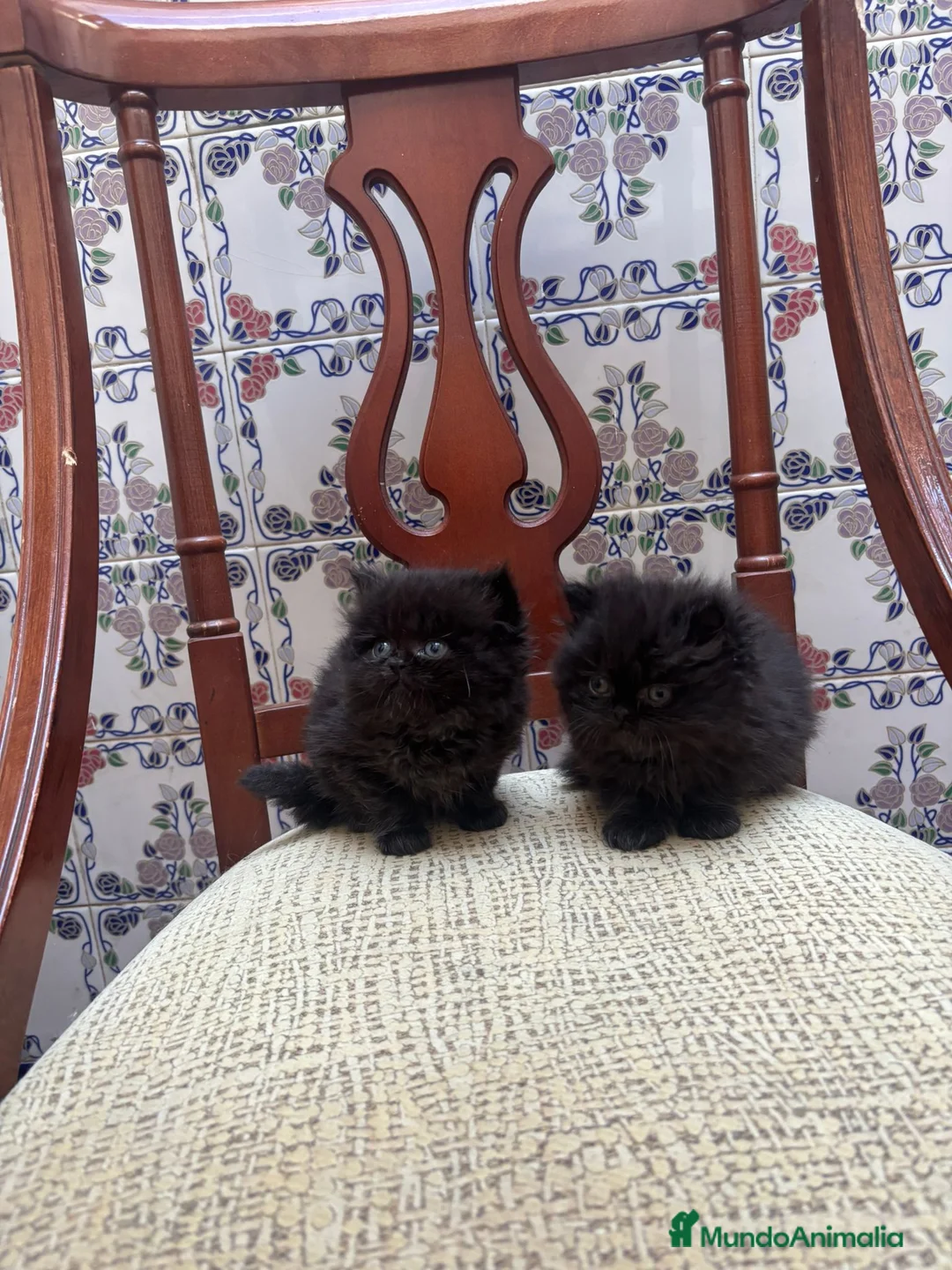 Persa gatos en venta: PERSA  - Anuncio 10