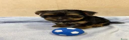 Yorkshire Terrier perros en venta: Yorkshire toy negro fuego en Murcia - Anuncio 2