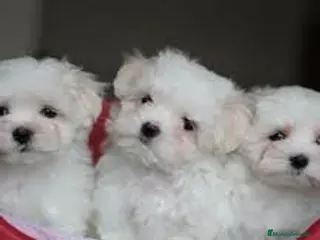 Bichón Maltés perros CAMADA DE BICHÓN MALTES COREANO TOY - Anuncio 3