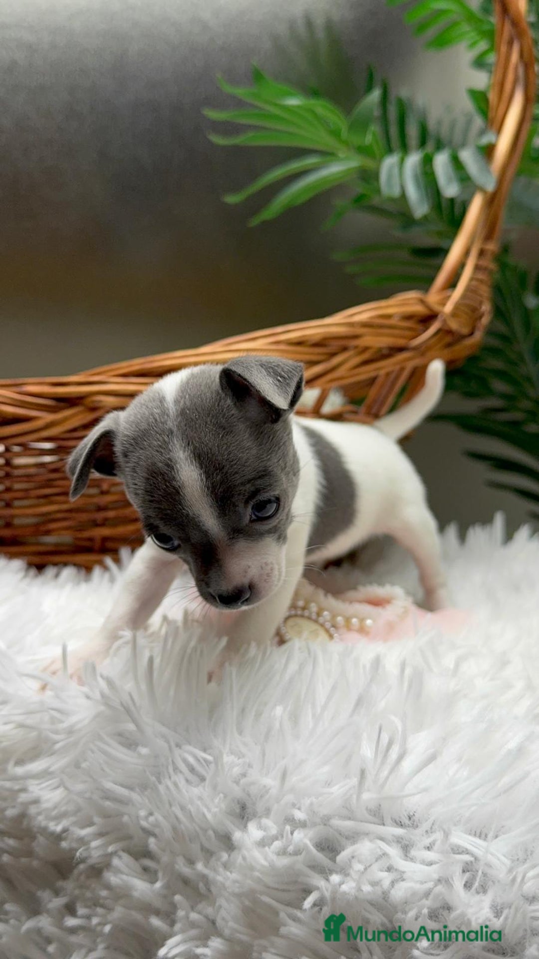 Chihuahua perros en venta: CHIHUAHUA HEMBRA - Anuncio 13