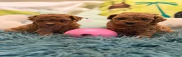 Caniche Toy perros en venta: CANICHE TOY LAS MEJORES LÍNEAS  - Anuncio 1