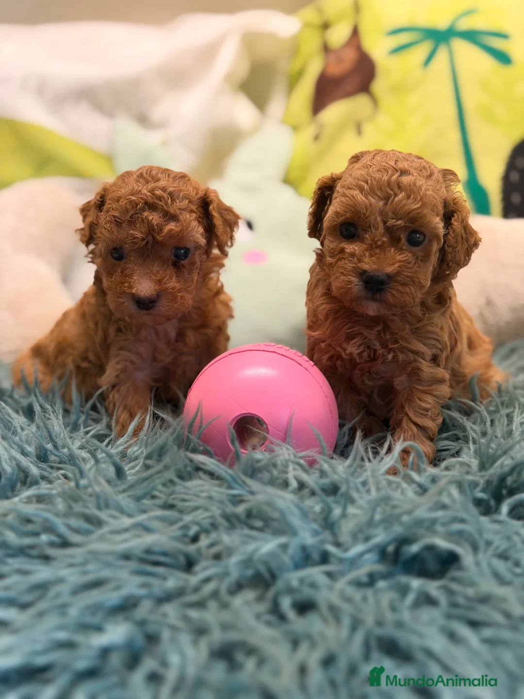 Caniche Toy perros en venta: CANICHE TOY LAS MEJORES LÍNEAS  - Anuncio 1
