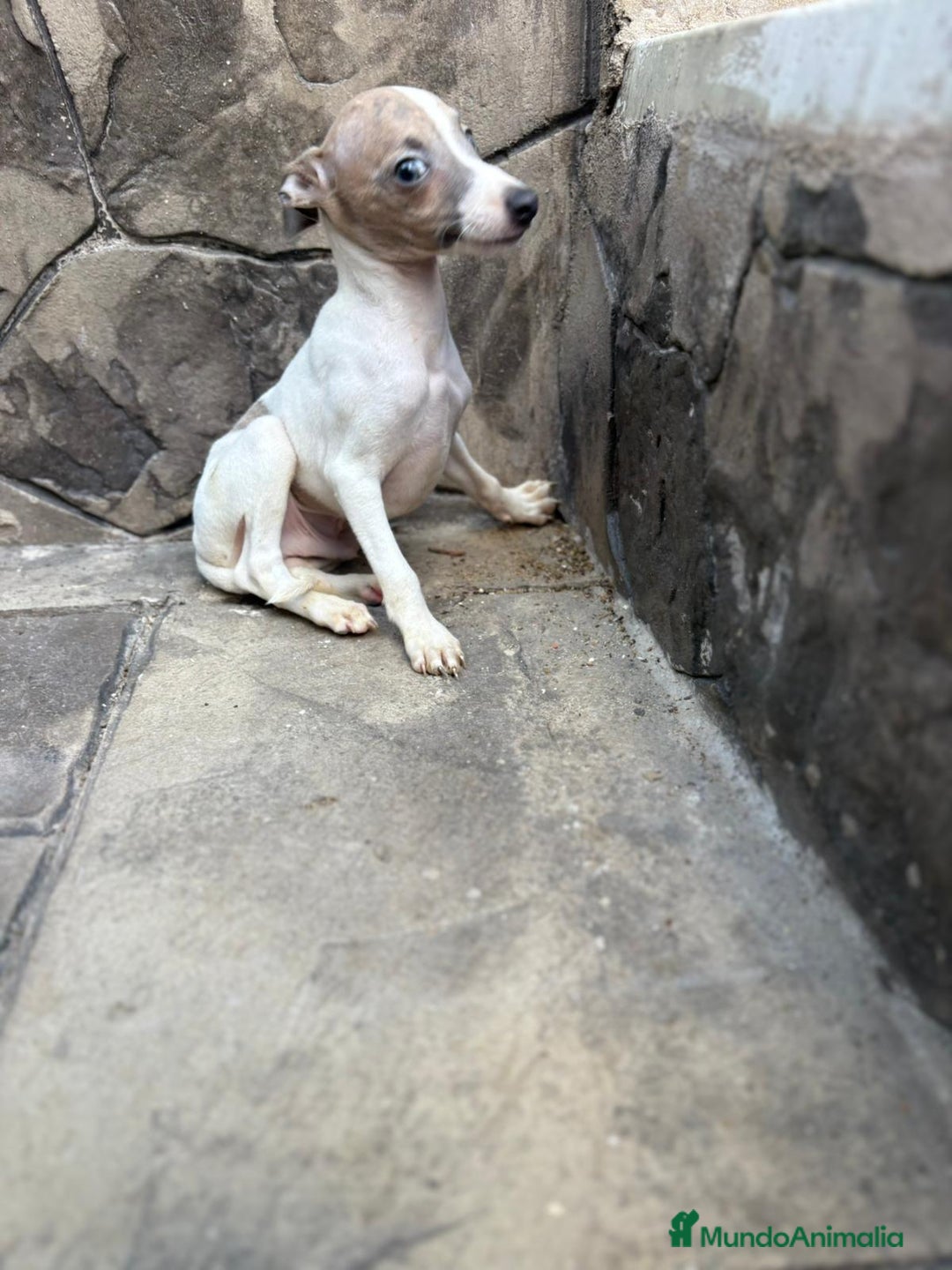 Whippet perros en venta: Whippet  - Imagen 25