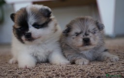 Pomerania perros en venta: 🌟 Prodigy y Roscón – Pomerania únicos - Imagen 4
