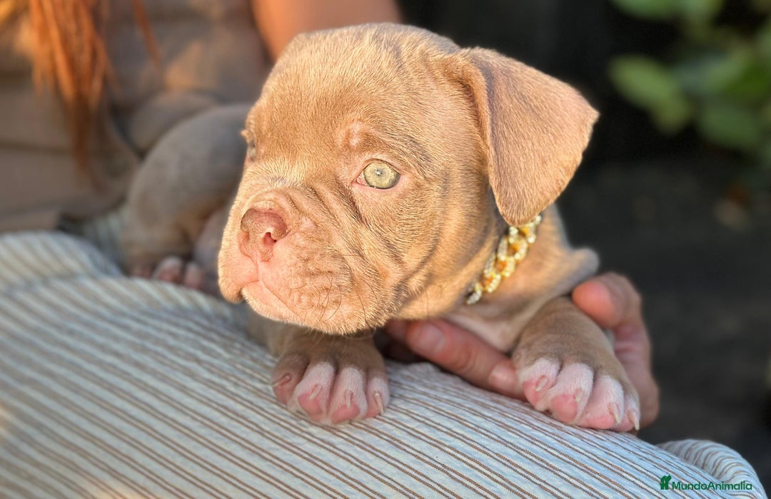 American Bully perros en venta: American bully bebés preciosos - Imagen 4