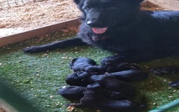 Pastor Alemán perros en venta: Nueva Camada de Pastor manto Negro - Imagen 1