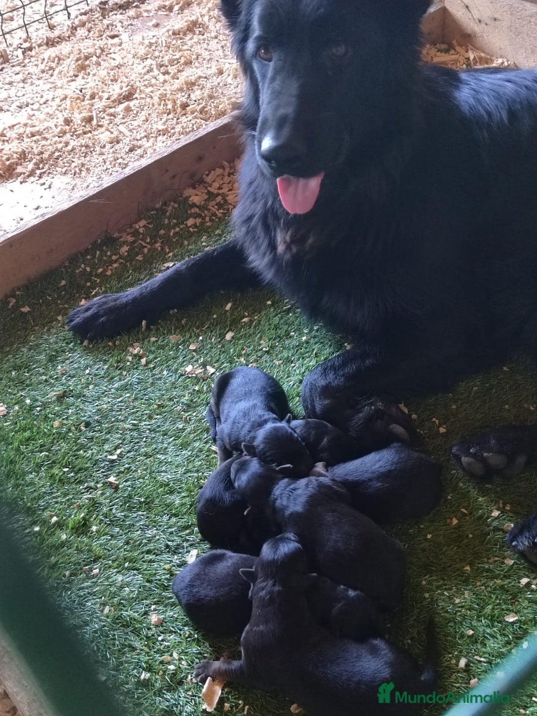 Pastor Alemán perros en venta: Nueva Camada de Pastor manto Negro - Imagen 1