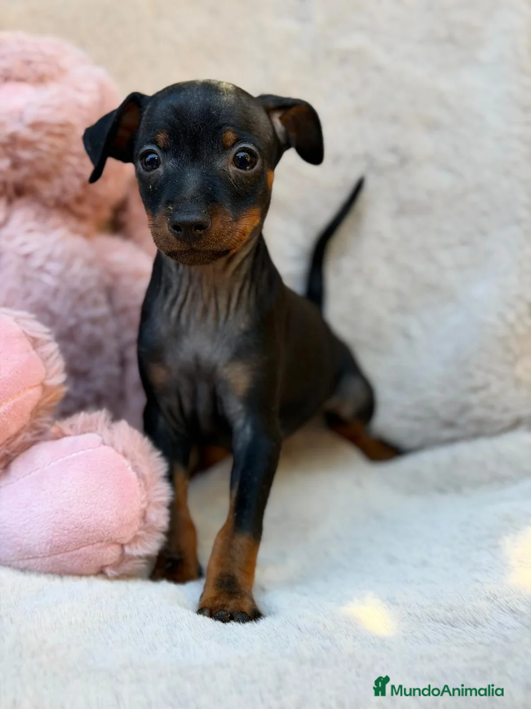 Pinscher Miniatura perros en venta: MINI PINCHER  - Anuncio 9