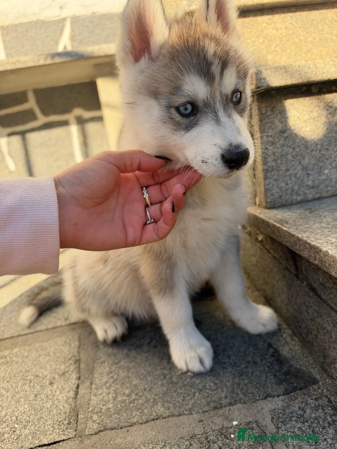 Husky Siberiano perros en venta: Husky disponibles - Anuncio 2