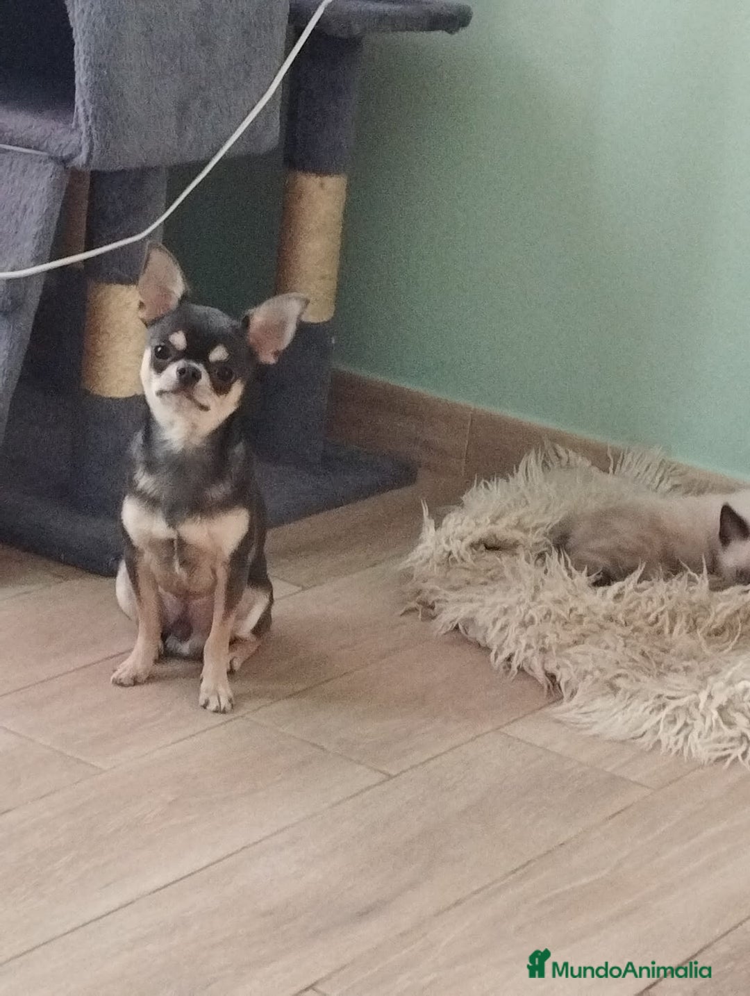 Chihuahua perros en venta: Camada de chihuahuas toy, cabeza manzana - Anuncio 2