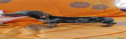Teckel Miniatura perros en venta: Hembra teckel arlequín plata miniatura  - Anuncio 2