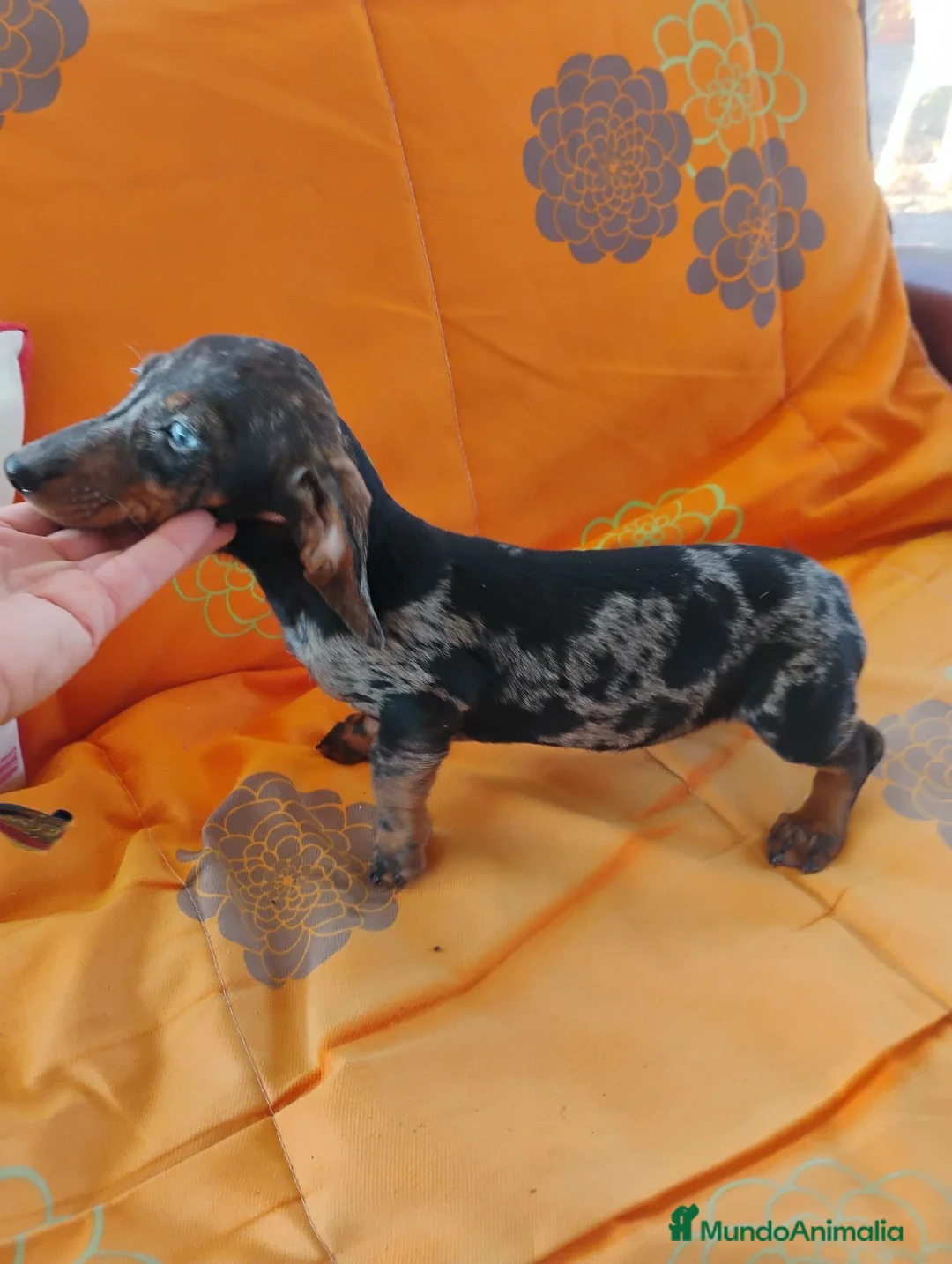 Teckel Miniatura perros en venta: Hembra teckel arlequín plata miniatura  - Anuncio 2