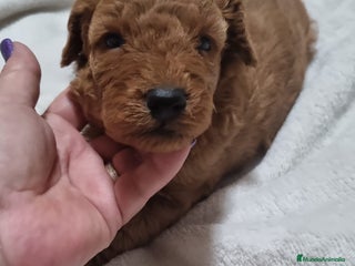 Caniche Toy perros en Barcelona - Anuncio 9