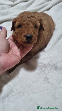 Caniche Toy perros en Barcelona - Anuncio 12