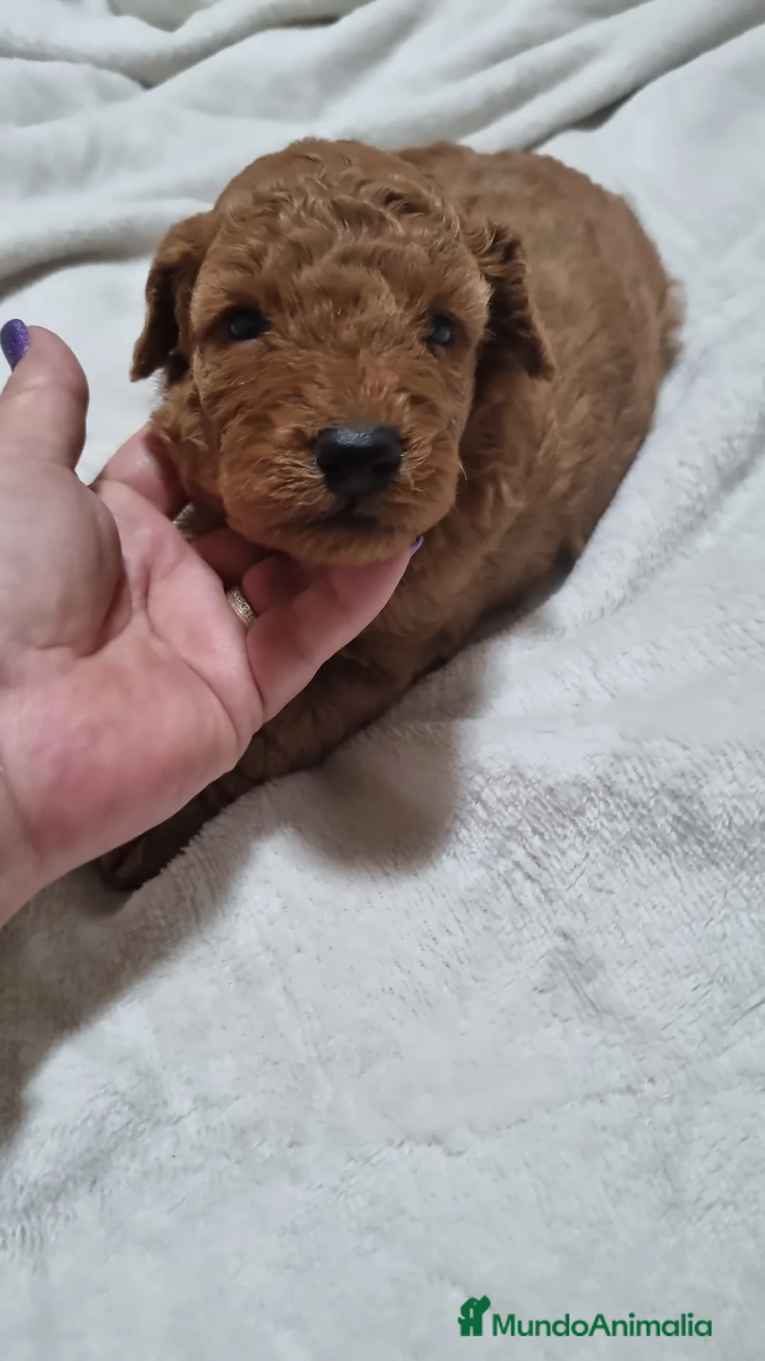 Caniche Toy perros en venta: Caniches toy y enano en Barcelona - Anuncio 1