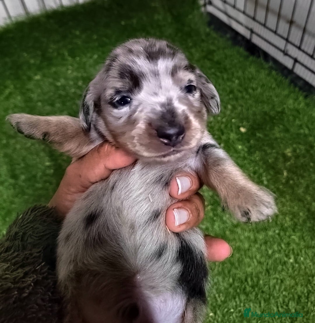 Teckel Miniatura perros en venta: Camada de Teckel Arlequin Miniatura - Anuncio 4